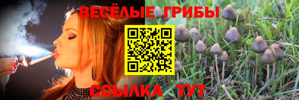 Галлюциногенные грибы Cubensis  Вход с VPN  Псилоцибиновые грибы Magic Shrooms  купить наркотик  Геленджик 